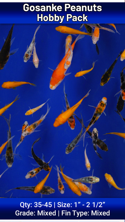 Hobby Pack of Gosanke Peanuts FREE SHIPPING 35-45 fish