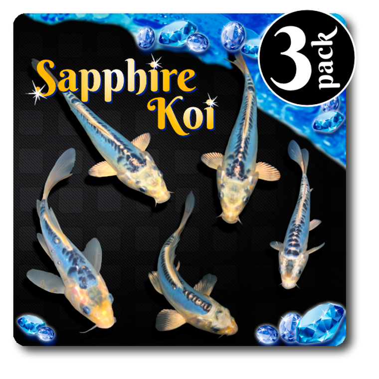 Sapphire Butterfly Fin Koi 3-Pack