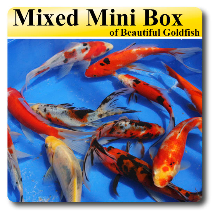 Goldfish Mini Mixed Box, 3-6", 15-20/box