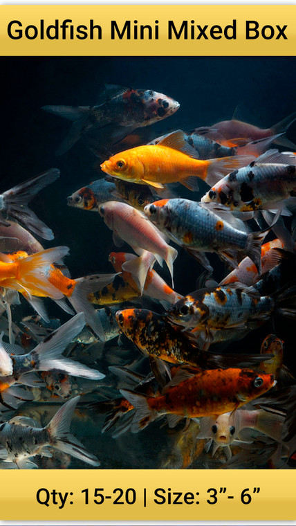 Goldfish Mini Mixed Box, 3-6", 15-20/box