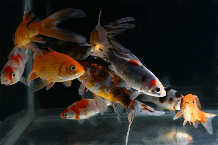 Image showcasing Goldfish Pond Stocking 10 Pack - Blackwater Creek Koi Farms