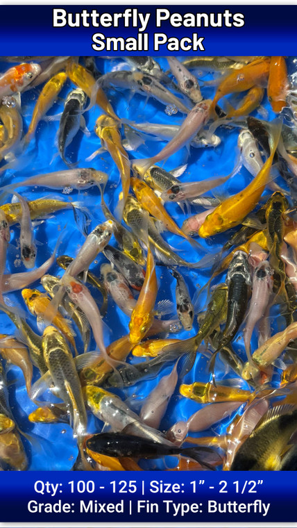 Butterfly Peanuts Small Pack FREE SHIPPING 100-125 fish
