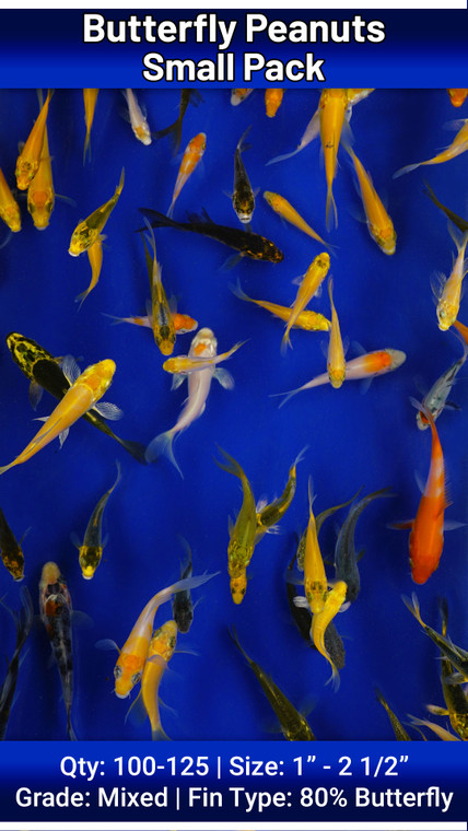 Butterfly Peanuts Small Pack FREE SHIPPING 100-125 fish