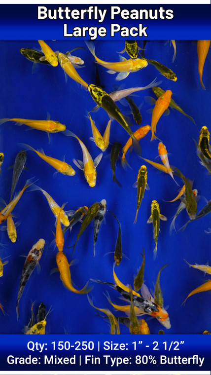 Butterfly Peanuts Large Pack FREE SHIPPING 150-250 fish