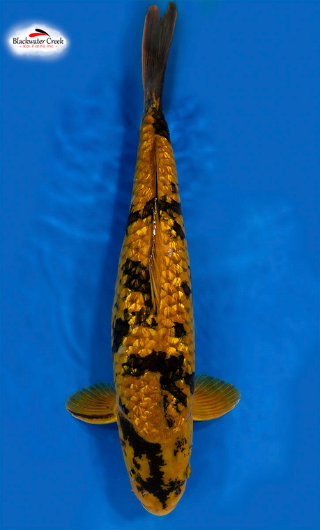 "Tiger Fish" Metallic Cha-Utsuri 18 inches Female