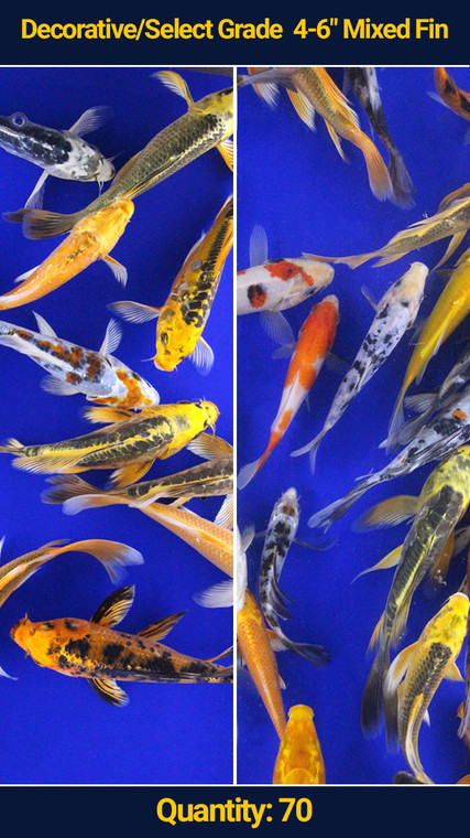 Decorative/Select Grade 4-6"  Mixed Fin Koi 70 qty