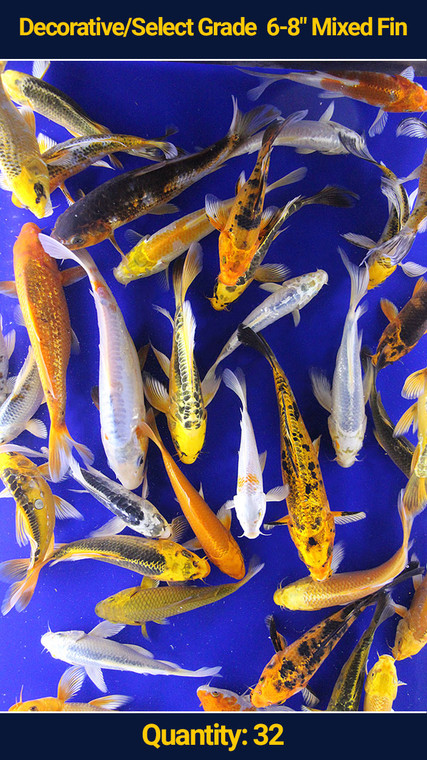 Decorative/Select Grade 6-8" Mixed Fin Koi 32 qty