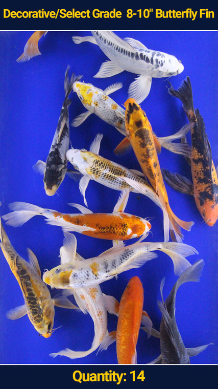 Decorative/Select Grade 8-10" Butterfly Fin Koi 14 qty