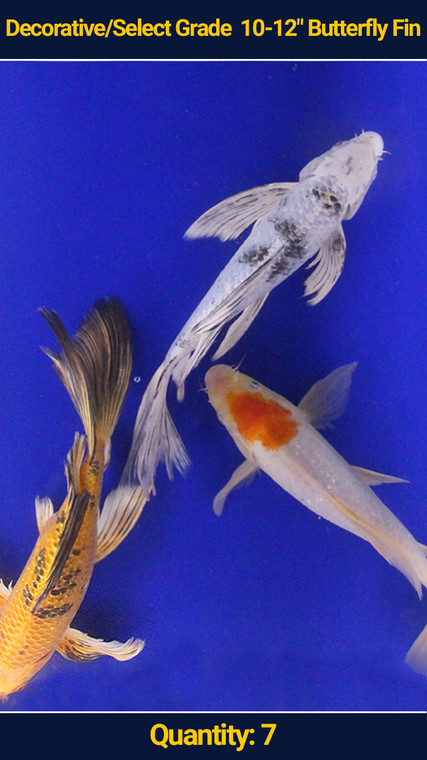 Decorative/Select Grade 10-12" Butterfly Fin Koi 7 qty