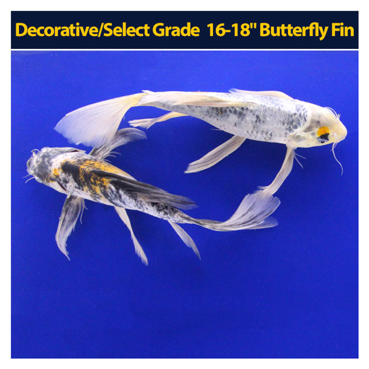 Decorative/Select Grade 16-18" Butterfly Fin