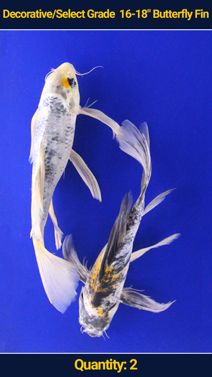 Decorative/Select Grade 16-18" Butterfly Fin 2 qty