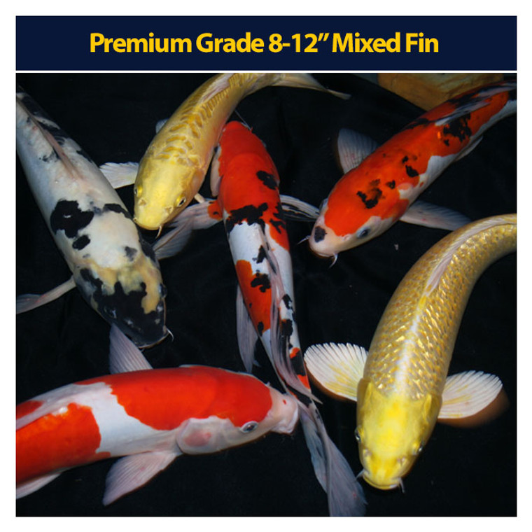 Premium Koi 8-12" Mixed Fin