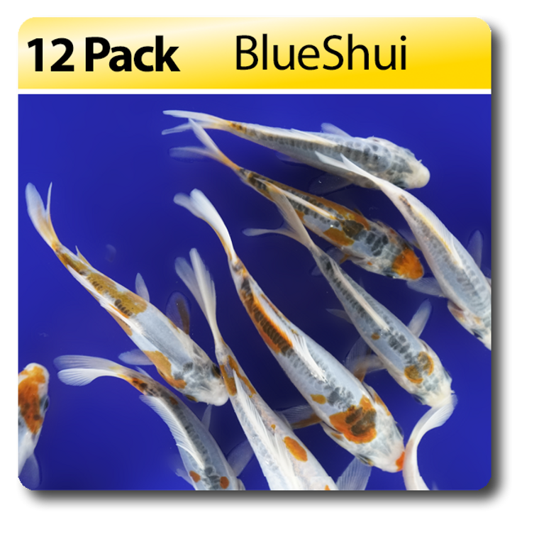 BlueShui 12 Pack