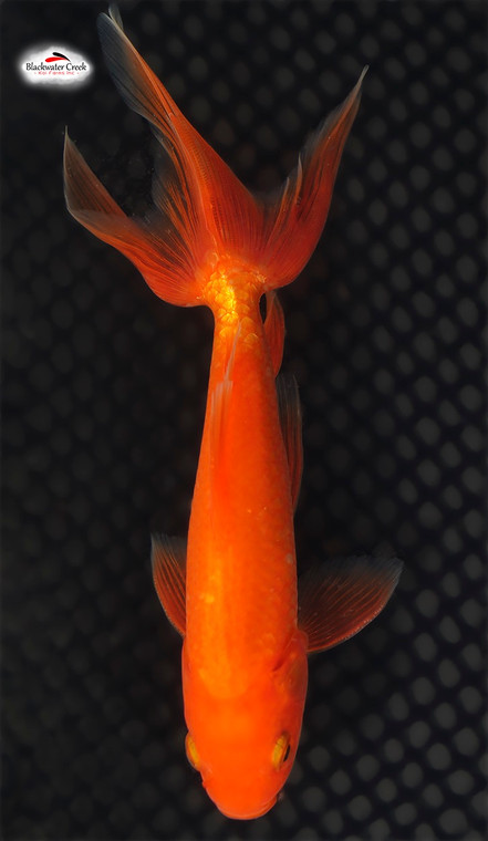 Altais Glo-tail Goldfish 5 inches [GG22-T70-2]