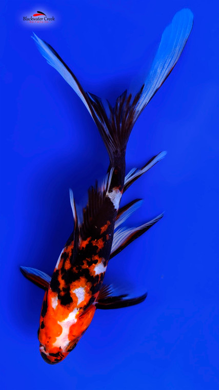 Calico Goldfish 4-6 inches [QQ23-T66-5]