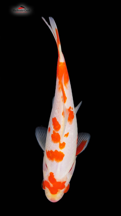 Orange White Hibuna 4-6 inches [QQ23-T73-21]