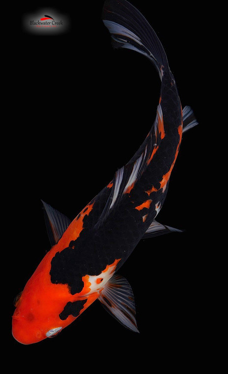 Calico Goldfish 4-6 inches [QQ23-T74-3]