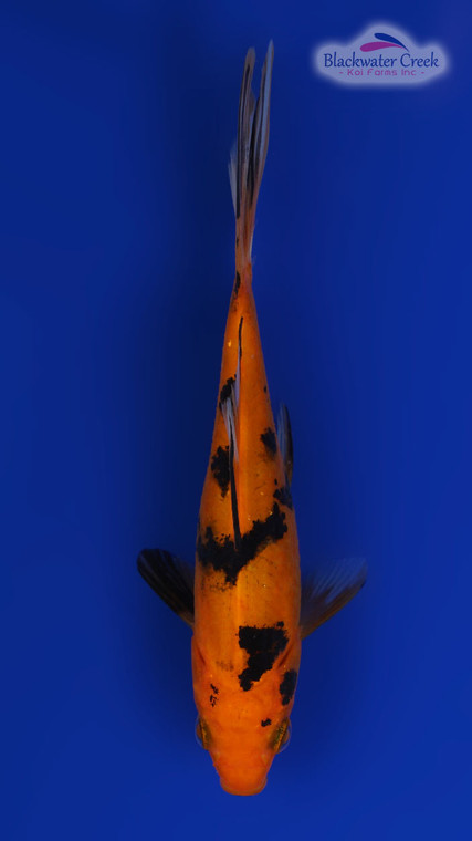 Goldfish 4-5 Inches [RR24-T83-2]