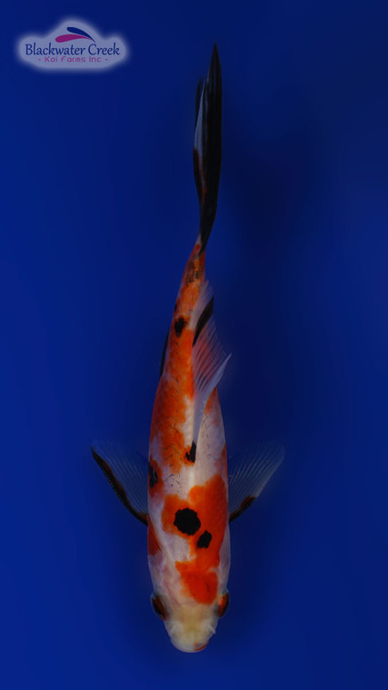 Sanke Gold Goldfish 4-5 inches [RR24-T140-1]