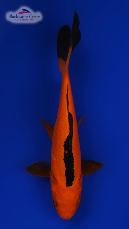 Red & Black Goldfish 4-5 inches [RR24-T119-5]