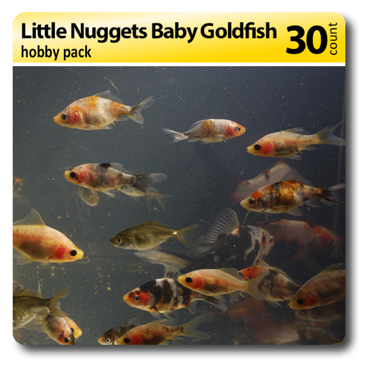 Little Nuggets Baby Goldfish Free Shipping 30 Pack