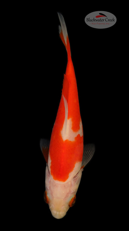 Red White Sarassa 4-5 inches [UU24-T74-15]