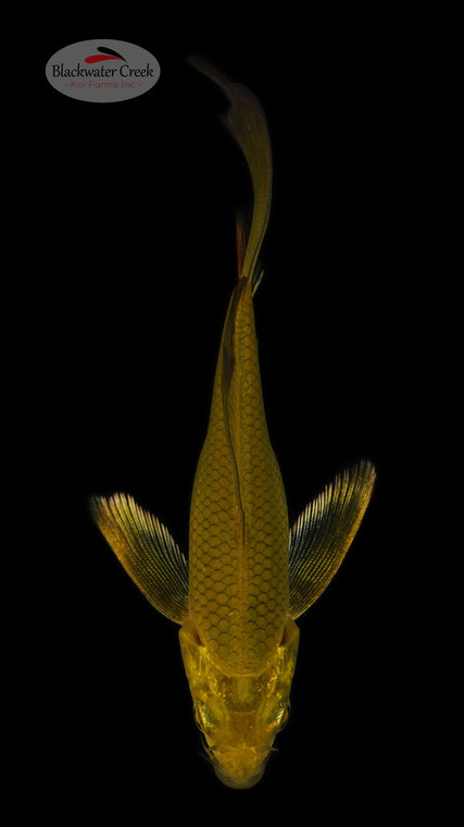 Gold Dust Chagoi 4-5 inches [O24-T10-2]