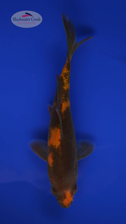 Hi Utsuri 3-4 inches [O24-T22-7]