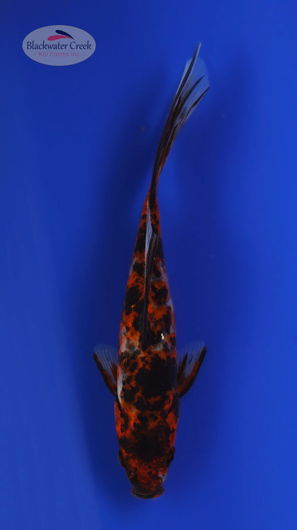 Calico 6-7 inches [VV24-T105-9]