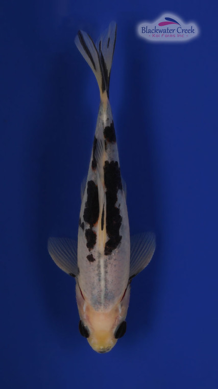 Black Opal 5-6 inches [WW25-T166-3]
