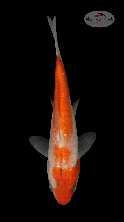 Ginrin Kohaku 4-5 inches [R25-T28-28]