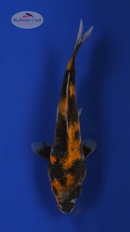 Hi Utsuri 5-6 inches [S25-T20-22]