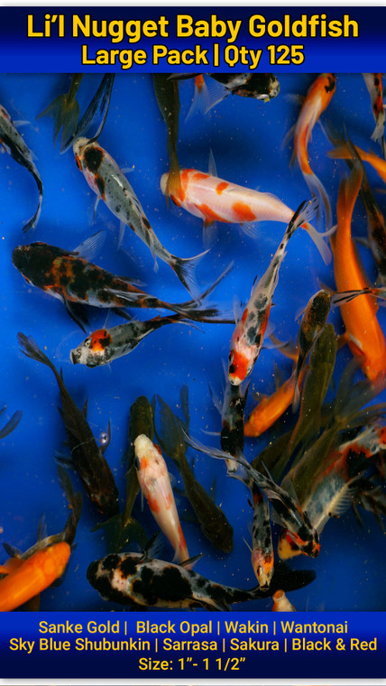 Li'l Nugget Baby Goldfish Large Pack Free Shipping