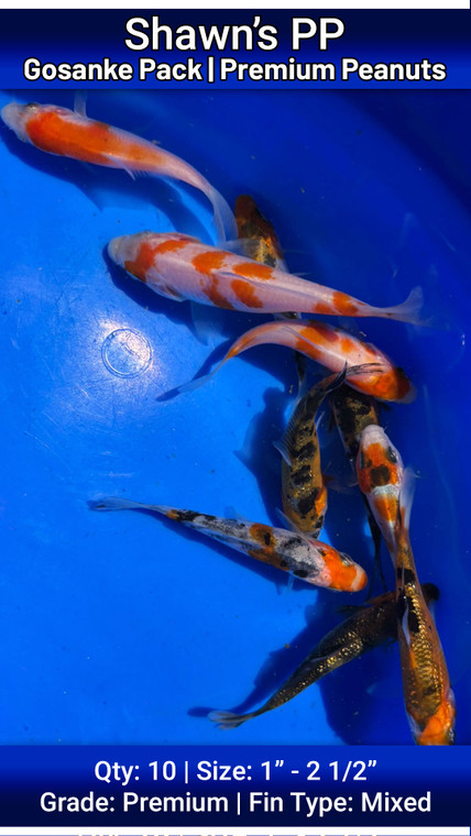 Shawn's Premium Peanut Gosanke Pack FREE SHIPPING 10 fish