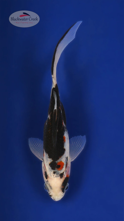 Rising Sun Black Opal 5-6 inches [XX25-T85-5]