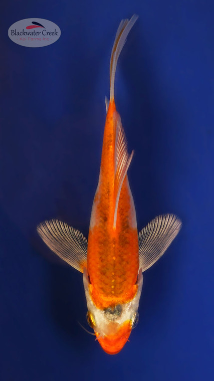 Kujaku 4-5 inches [W25-T87-4]