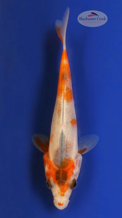 Asagi 4-5 inches [W25-T88-2]