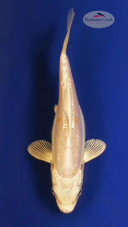 Doitsu Platinum 4-5 inches [W25-T92-2]