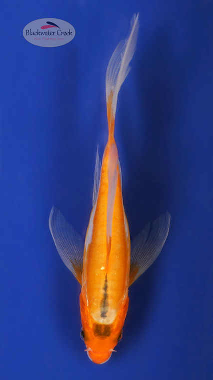 Shusui 4-5 inches [W25-T92-7]