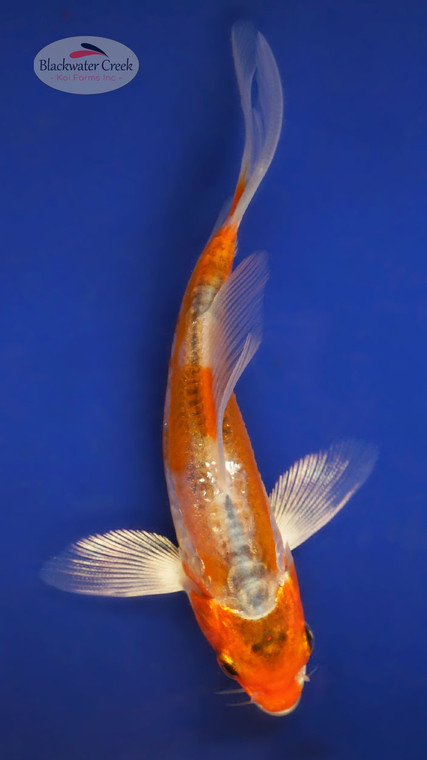 Shusui 3-4 inches [W25-T94-2]