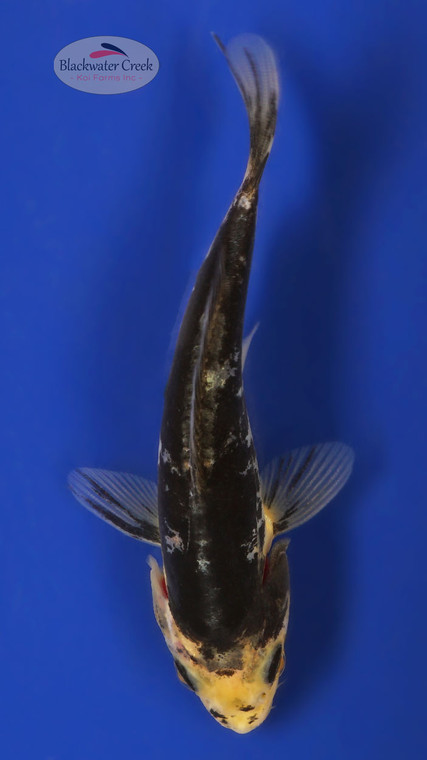 Kumonryu 4-5 inches [W25-T97-8]