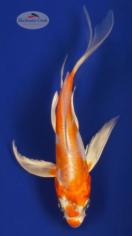 Doitsu Hariwake 4-5 inches [W25-T98-3]