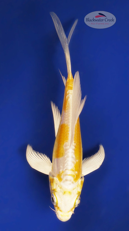 Doitsu Hariwake 3-4 inches [W25-T100-1]