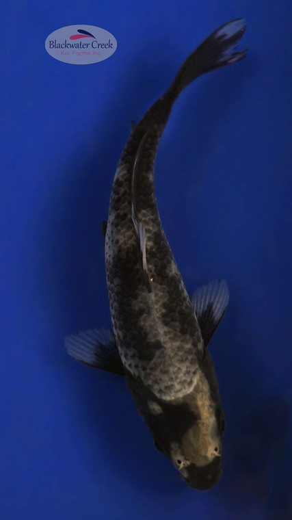 Matsukawabake 3-4 inches [W25-T103-11]