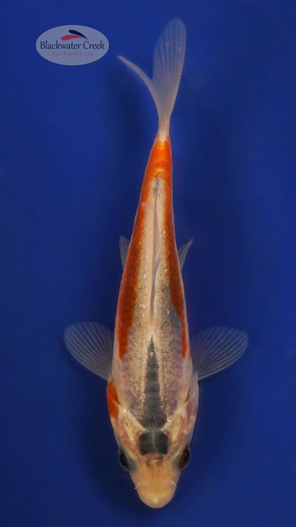 Shusui 3-4 inches [W25-T103-2]