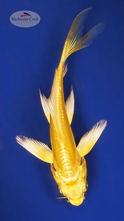 Doitsu Yamabuki 4-5 inches [W25-T105-6]