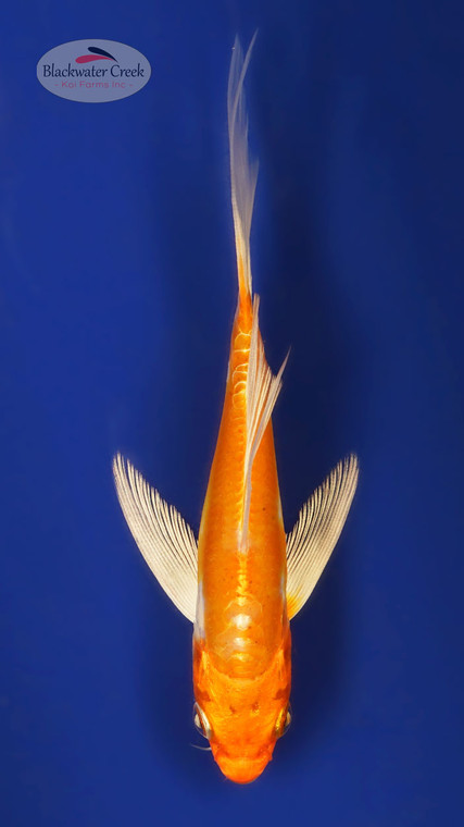 Doitsu Hariwake 4-5 inches [W25-T106-1]