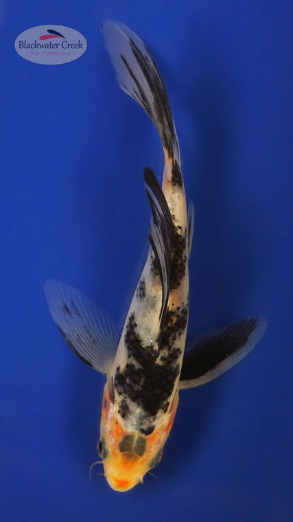 Shiro Utsuri 4-5 inches [W25-T107-7]