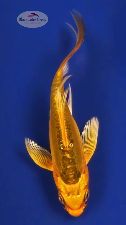 Kikokuryu 3-4 inches [W25-T118-4]