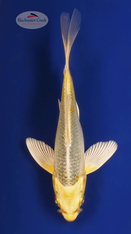 Kin Ki Matsuba 4-5 inches [W25-T119-7]